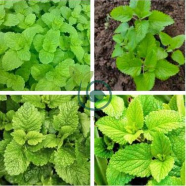 Fresh Lemon Mint Herbs Balm Heirloom 80 Seeds