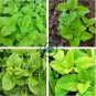 Fresh Lemon Mint Herbs Balm Heirloom 80 Seeds
