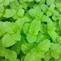 Fresh Lemon Mint Herbs Balm Heirloom 80 Seeds