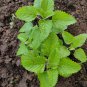 Fresh Lemon Mint Herbs Balm Heirloom 80 Seeds