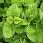 Fresh Lemon Mint Herbs Balm Heirloom 80 Seeds