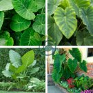 Giant Elephant Dark Green Color 200 Seeds