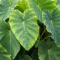 Giant Elephant Dark Green Color 200 Seeds