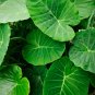 Giant Elephant Dark Green Color 200 Seeds