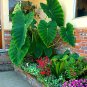 Giant Elephant Dark Green Color 200 Seeds
