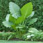 Giant Elephant Dark Green Color 200 Seeds