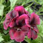 Geranium Dark Red Light Purplish Semidouble Flowers 20 Seeds