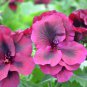 Geranium Dark Red Light Purplish Semidouble Flowers 20 Seeds
