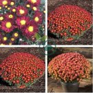 Edana Red Chrysanthemum Plant Flower 100 Seeds