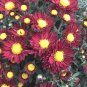 Edana Red Chrysanthemum Plant Flower 100 Seeds