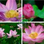 Attractting Bee Pink Huge Nelumbo Nucifera Lotus Flower Pond Plant 2 Seeds