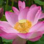 Attractting Bee Pink Huge Nelumbo Nucifera Lotus Flower Pond Plant 2 Seeds
