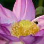 Attractting Bee Pink Huge Nelumbo Nucifera Lotus Flower Pond Plant 2 Seeds