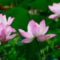 Attractting Bee Pink Huge Nelumbo Nucifera Lotus Flower Pond Plant 2 Seeds