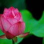 Attractting Bee Pink Huge Nelumbo Nucifera Lotus Flower Pond Plant 2 Seeds