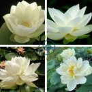 White Nelumbo Nucifera Lotus Flower 2 Seeds