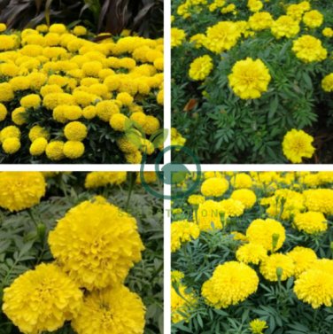 Yellow African Marigold French Marigold Herbs Tagetes Erecta Flower 80 Seeds