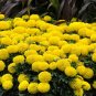 Yellow African Marigold French Marigold Herbs Tagetes Erecta Flower 80 Seeds