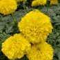 Yellow African Marigold French Marigold Herbs Tagetes Erecta Flower 80 Seeds
