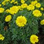 Yellow African Marigold French Marigold Herbs Tagetes Erecta Flower 80 Seeds