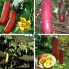 Heirloom New Cassabanana Sicana Odorifera 20 Seeds