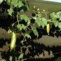 Heirloom New Cassabanana Sicana Odorifera 20 Seeds