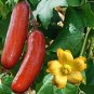 Heirloom New Cassabanana Sicana Odorifera 20 Seeds