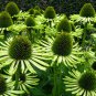 'Green Jewel' Echinacea Coneflower 200 Seeds