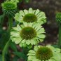 'Green Jewel' Echinacea Coneflower 200 Seeds