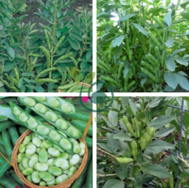 Masterpiece Green Broad Bean 10 Seeds