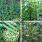 Masterpiece Green Broad Bean 10 Seeds