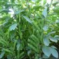 Masterpiece Green Broad Bean 10 Seeds