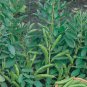 Masterpiece Green Broad Bean 10 Seeds