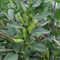 Masterpiece Green Broad Bean 10 Seeds