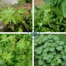 Malva Verticillata Donghancai Herb 40 Seeds