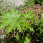 Malva Verticillata Donghancai Herb 40 Seeds