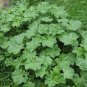 Malva Verticillata Donghancai Herb 40 Seeds