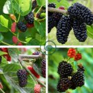 Black Mulberry 40 Seeds