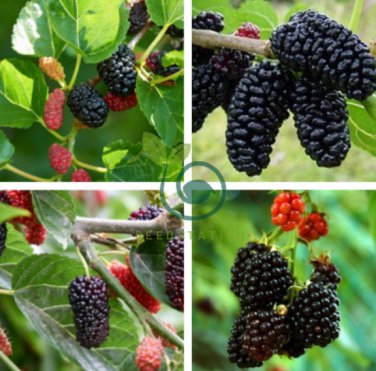 Black Mulberry 40 Seeds