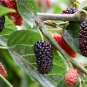 Black Mulberry 40 Seeds