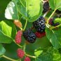 Black Mulberry 40 Seeds