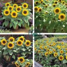 Sunny Smile F1 Sunflower 30 Seeds