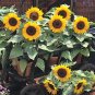 Sunny Smile F1 Sunflower 30 Seeds