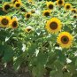 Sunny Smile F1 Sunflower 30 Seeds