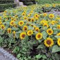 Sunny Smile F1 Sunflower 30 Seeds