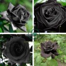 Les Paul Super Black Beauty Rare Rose Flower 100 Seeds