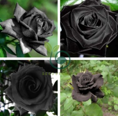 Les Paul Super Black Beauty Rare Rose Flower 100 Seeds