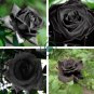 Les Paul Super Black Beauty Rare Rose Flower 100 Seeds