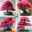 Bonsai F1 Red Azalea Hardy Rhododendron 100 Seeds