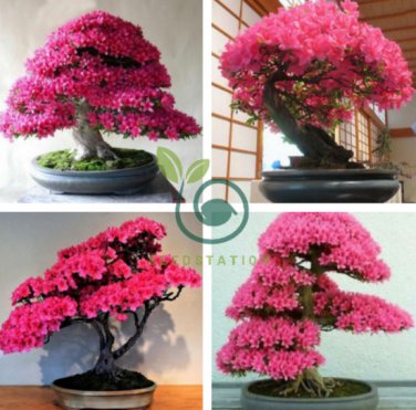 Bonsai F1 Red Azalea Hardy Rhododendron 100 Seeds